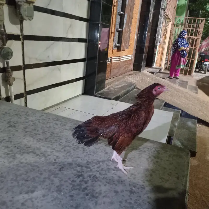 Full breader murgha or 2 murghiii for sale sab ok piece he — photo 12