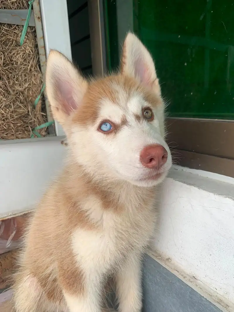 fully healthy and active husky pupp female odd eyes well manerd
