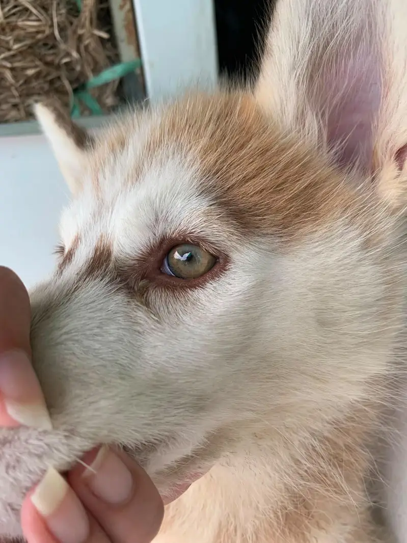 fully healthy and active husky pupp female odd eyes well manerd — photo 2