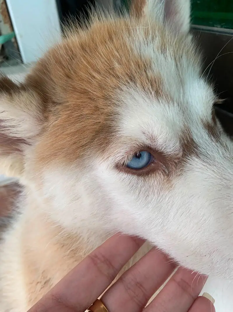 fully healthy and active husky pupp female odd eyes well manerd — photo 3