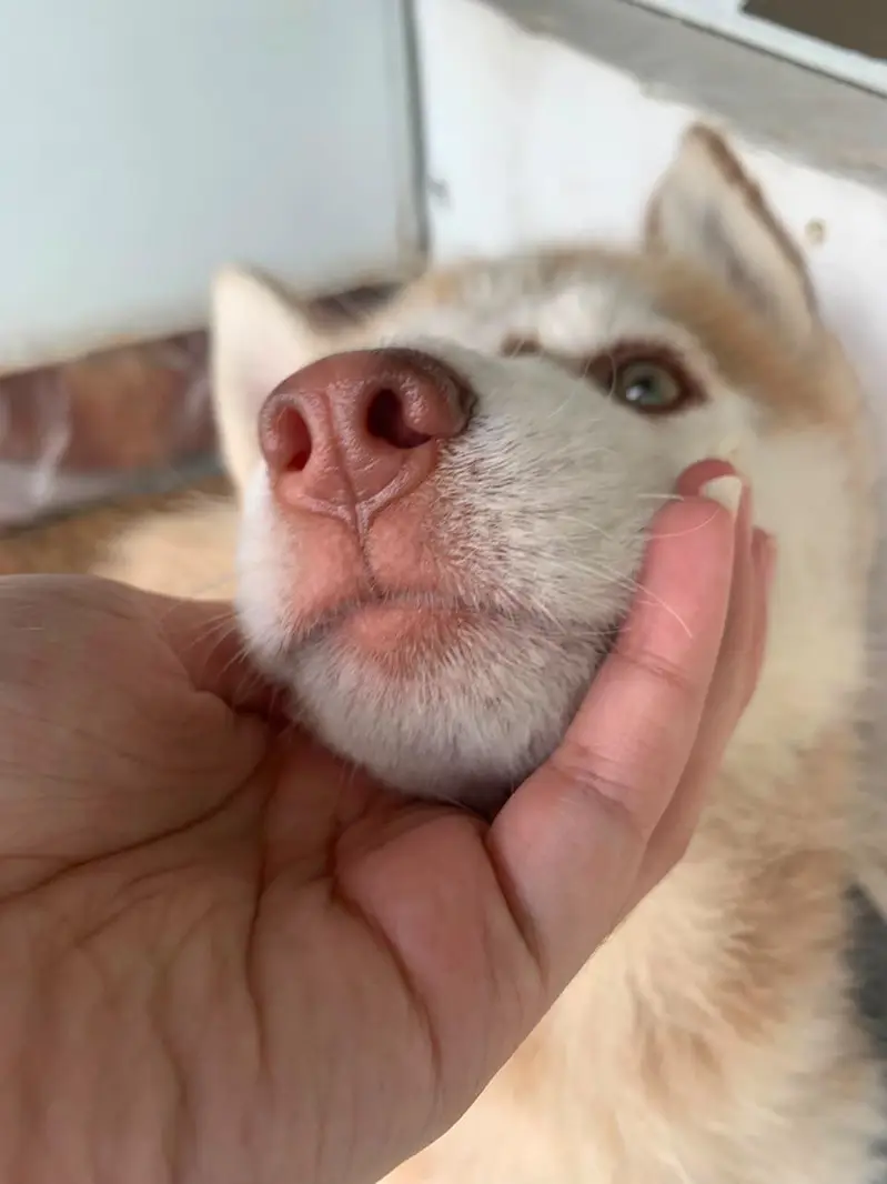 fully healthy and active husky pupp female odd eyes well manerd — photo 4
