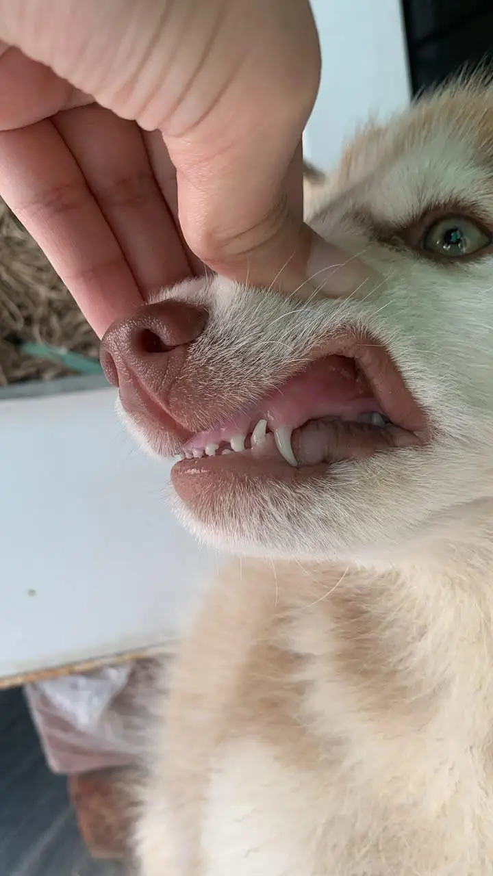 fully healthy and active husky pupp female odd eyes well manerd — photo 5