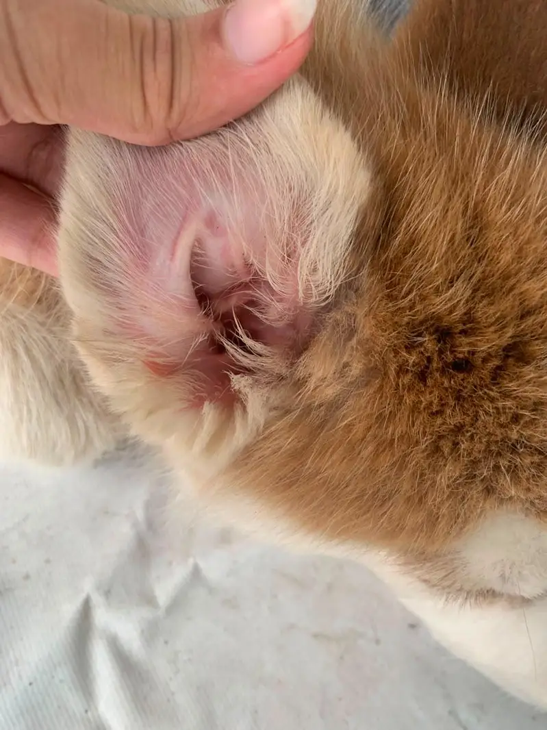fully healthy and active husky pupp female odd eyes well manerd — photo 7