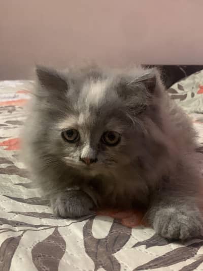 cats for sale