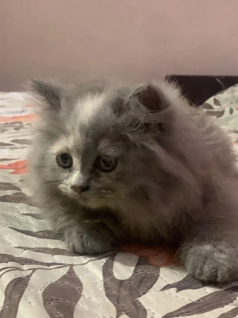 cats for sale — photo 2