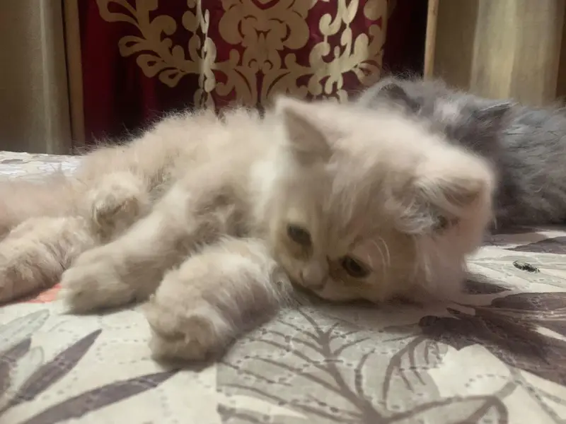 cats for sale — photo 3