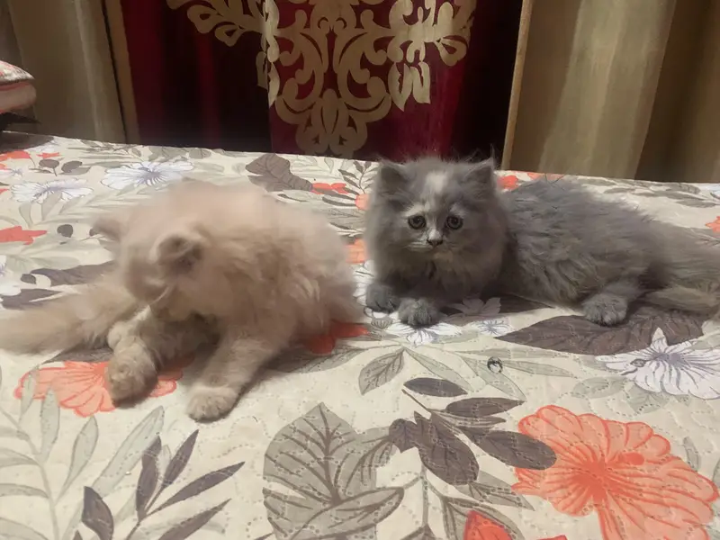 cats for sale — photo 4
