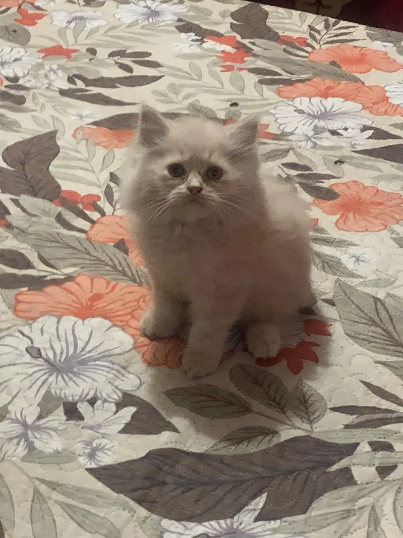 cats for sale — photo 5