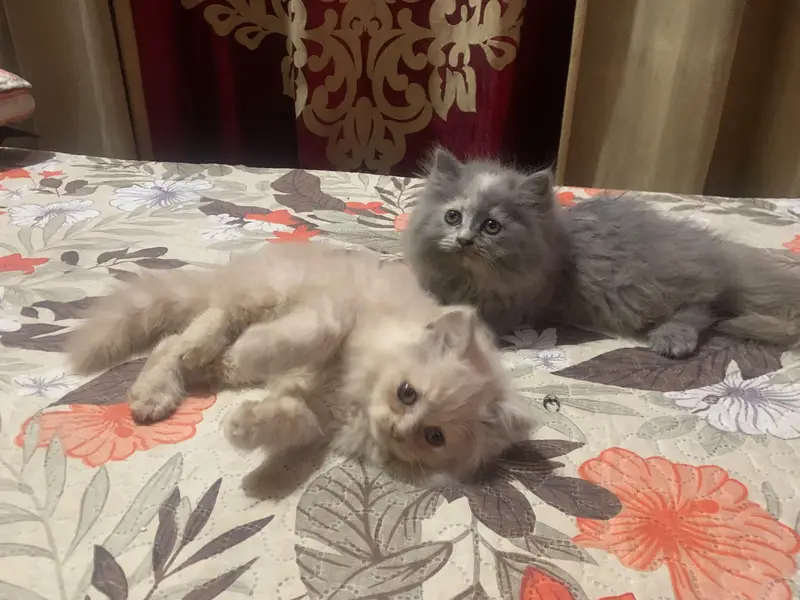 cats for sale — photo 6