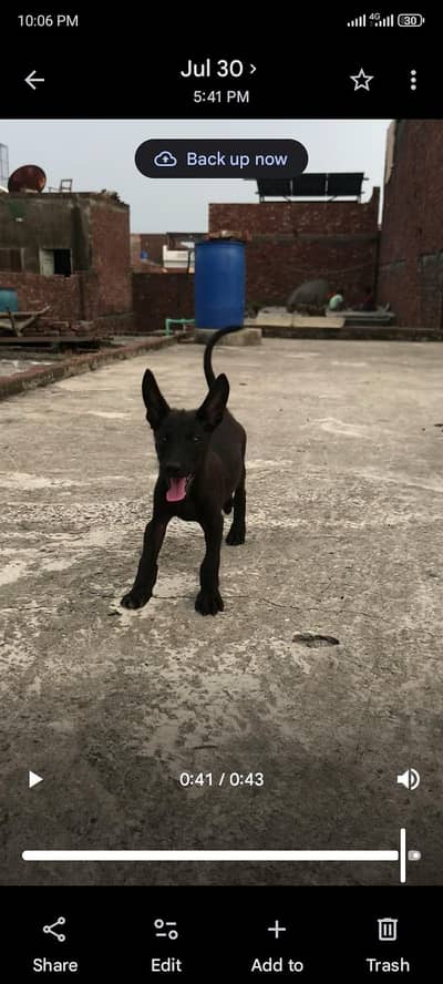 gulteria dog