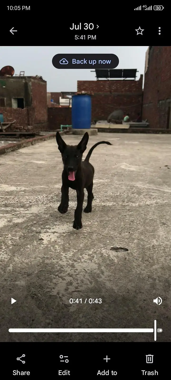 gulteria dog — photo 2