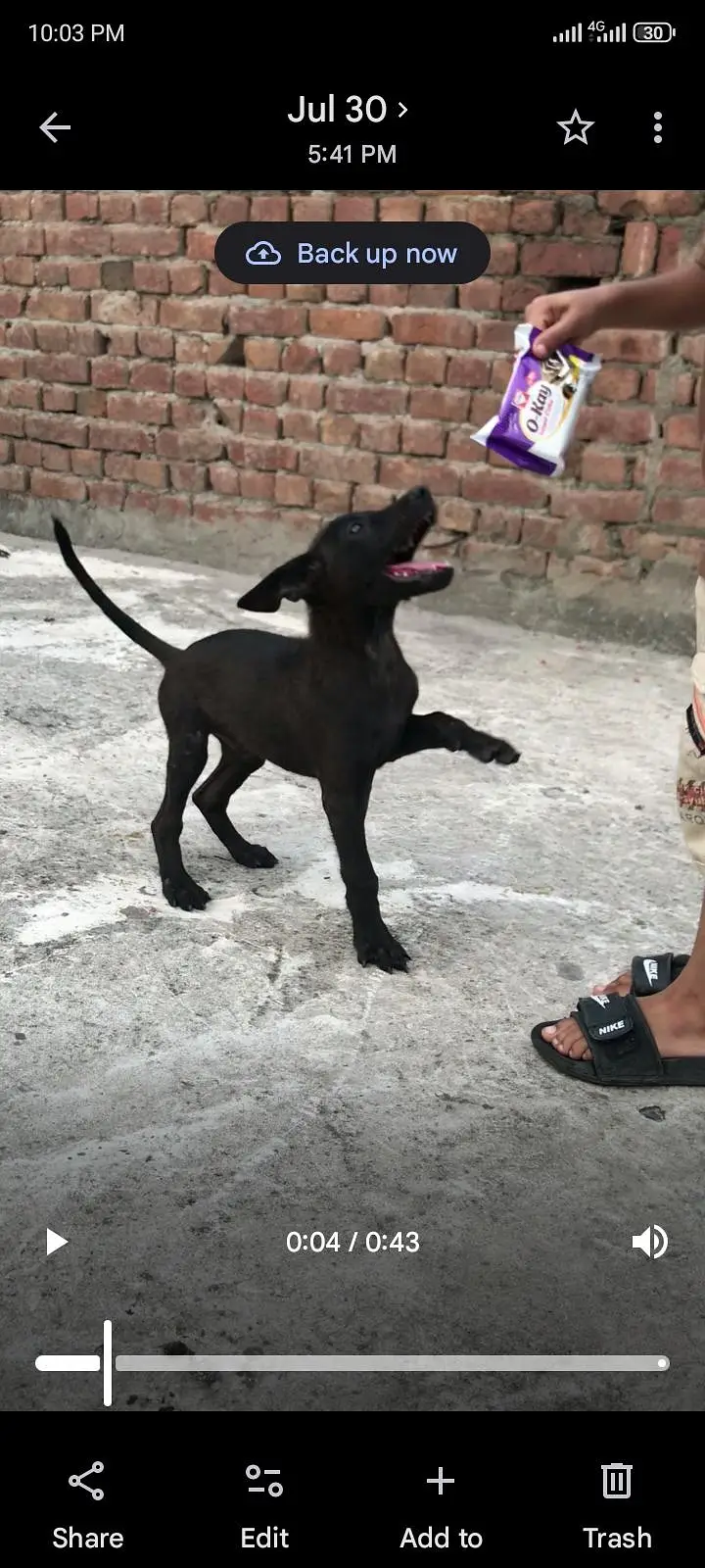 gulteria dog — photo 4