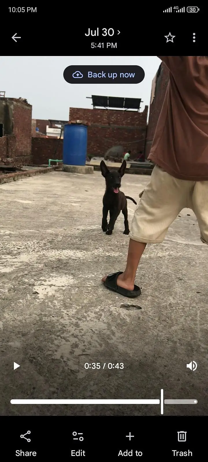 gulteria dog — photo 5
