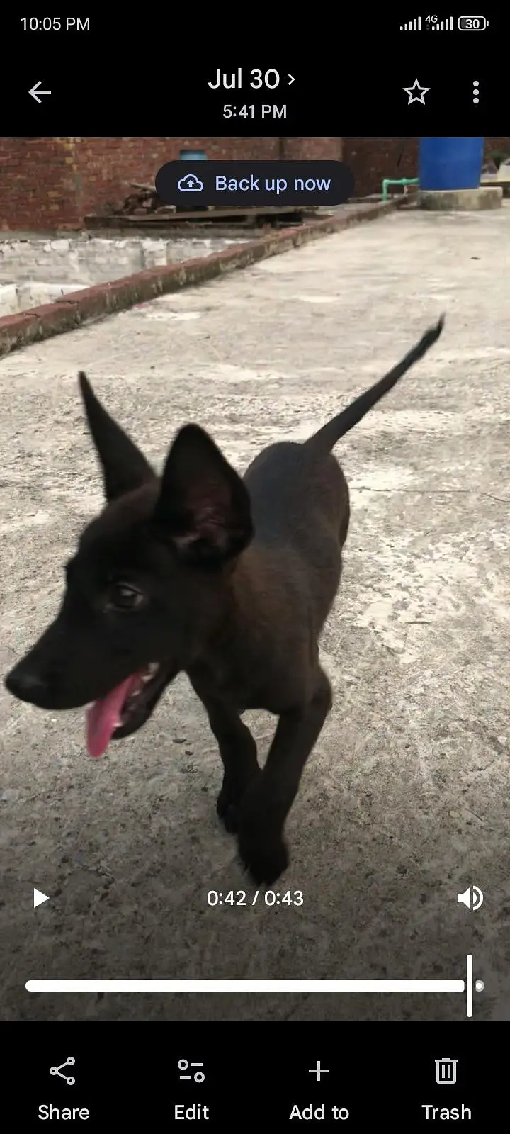 gulteria dog — photo 6