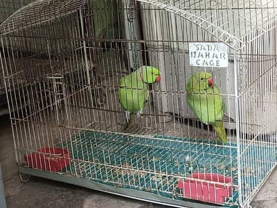 breeding pair