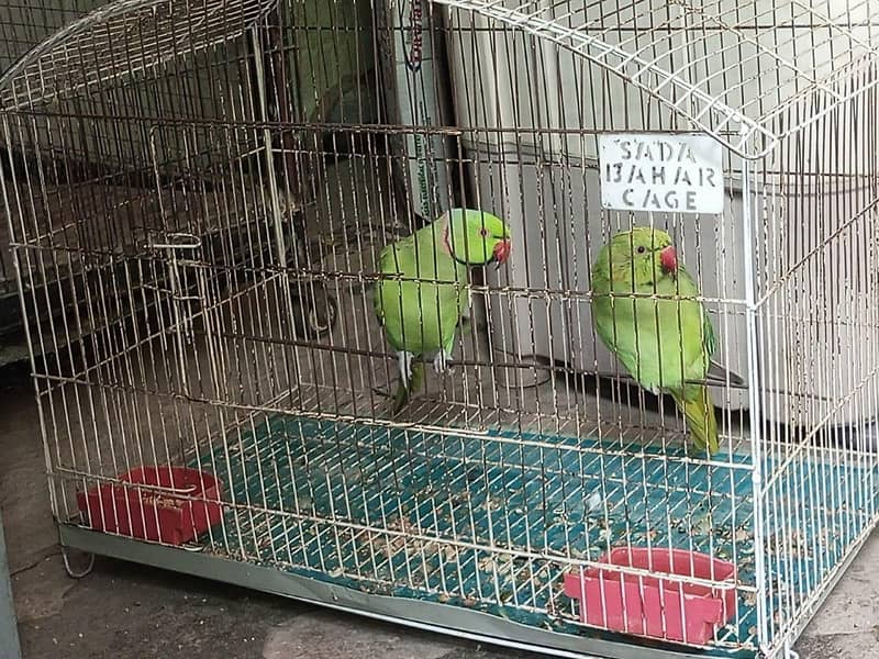 breeding pair 0