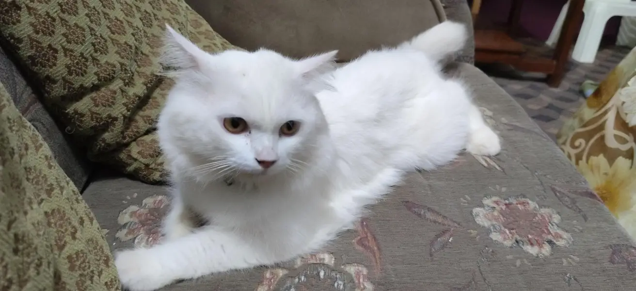triple coat Persian friendly cat male — photo 2