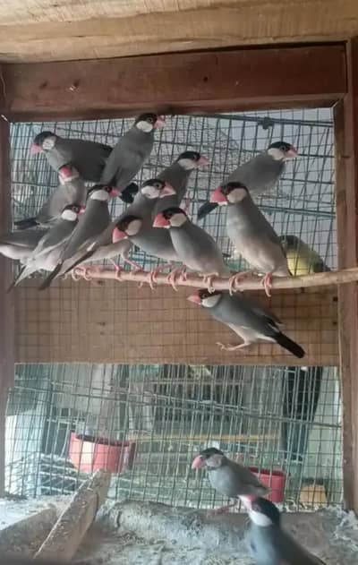 Java & pf/op lovebirds available
