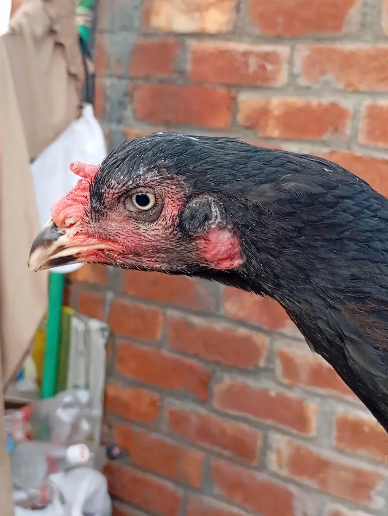 pakkoy, Thai breed Madi — photo 2
