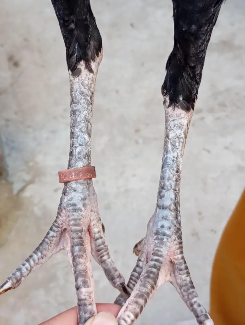 pakkoy, Thai breed Madi — photo 3