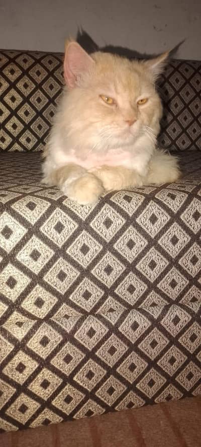 Breed:Pure Persian male cat , Gender :male, Color: Golden /Light orang