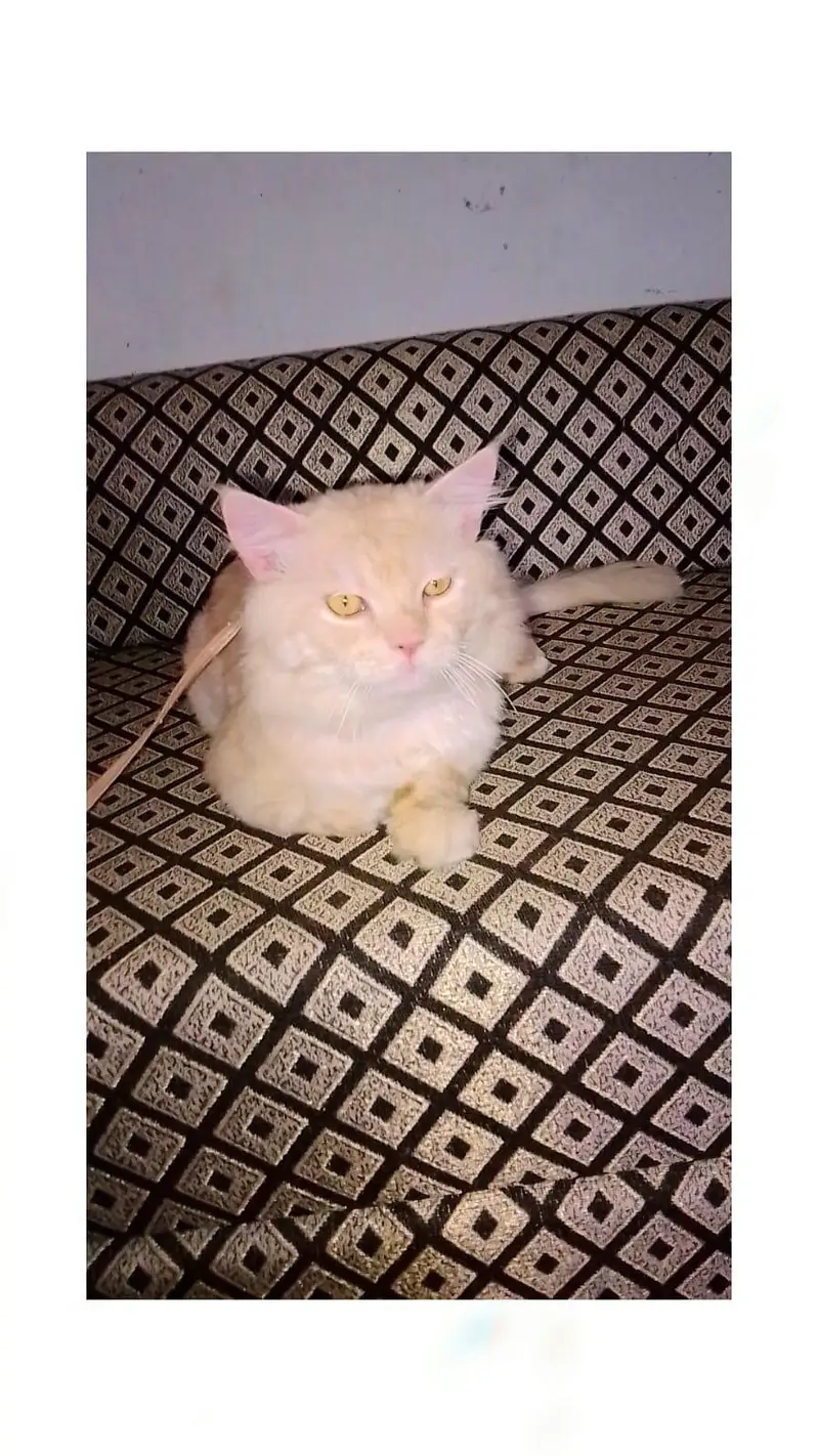 Breed:Pure Persian male cat , Gender :male, Color: Golden /Light orang — photo 2