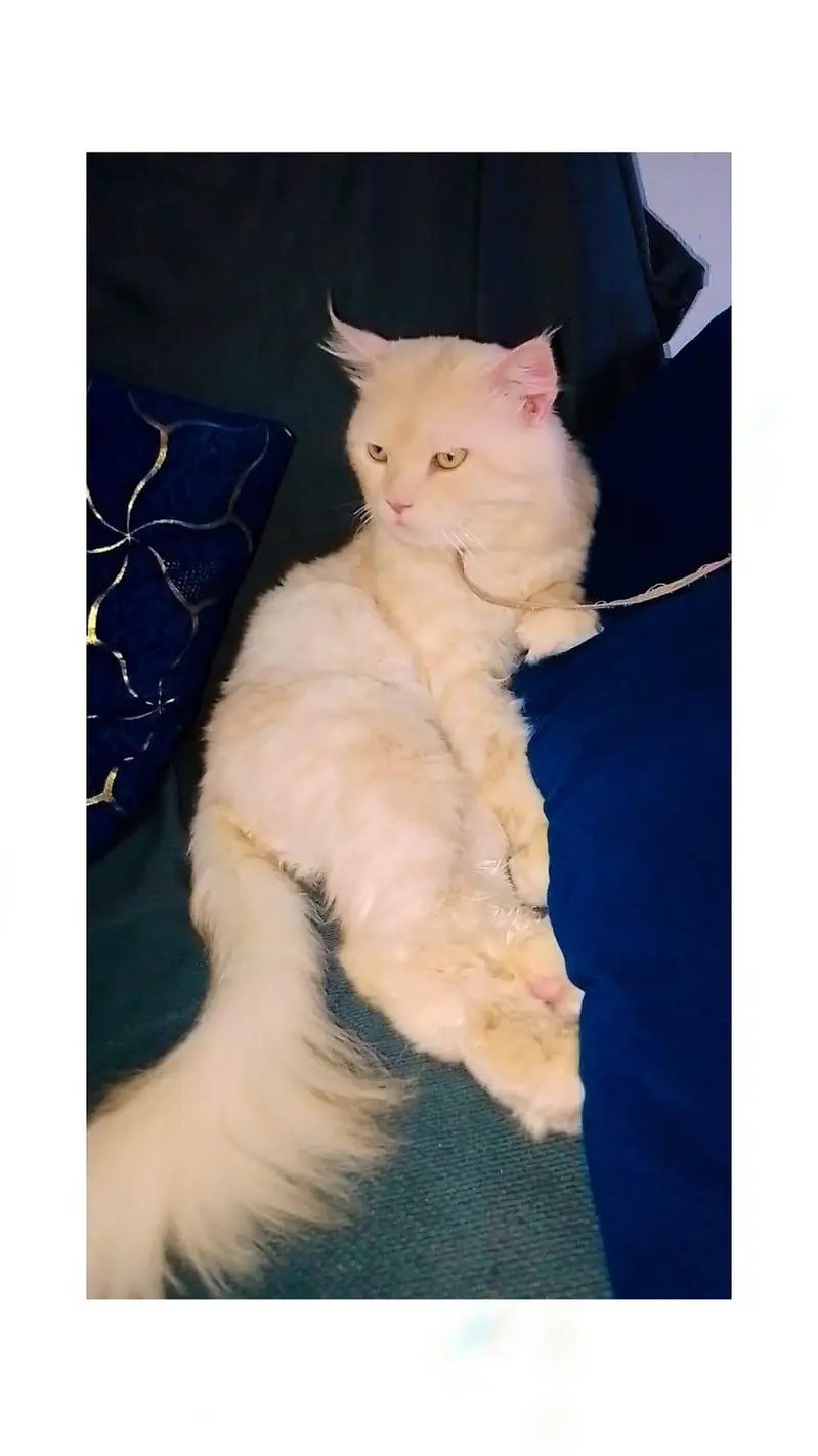 Breed:Pure Persian male cat , Gender :male, Color: Golden /Light orang — photo 3