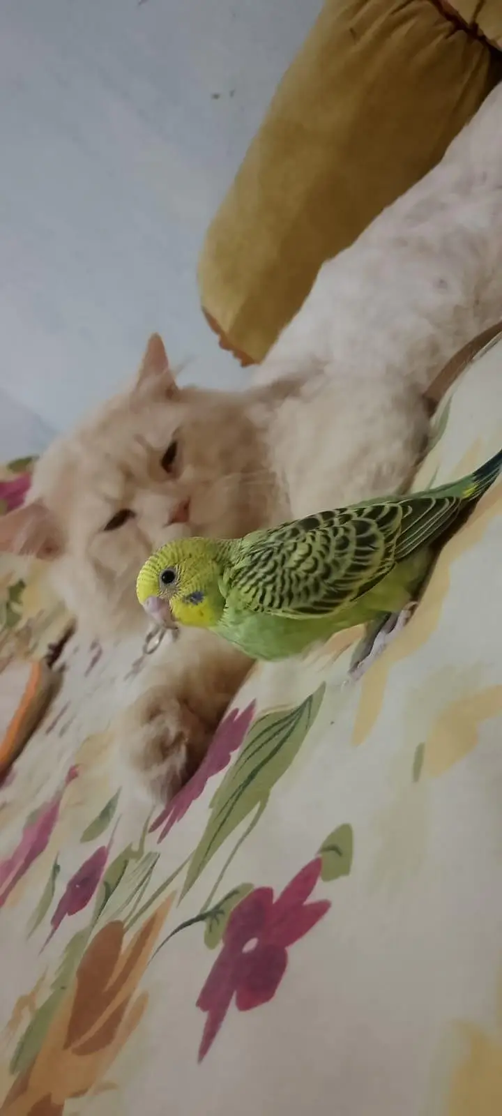 Breed:Pure Persian male cat , Gender :male, Color: Golden /Light orang — photo 4