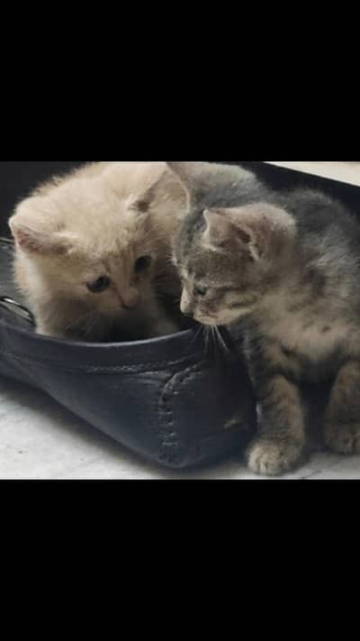 cats for adoption
