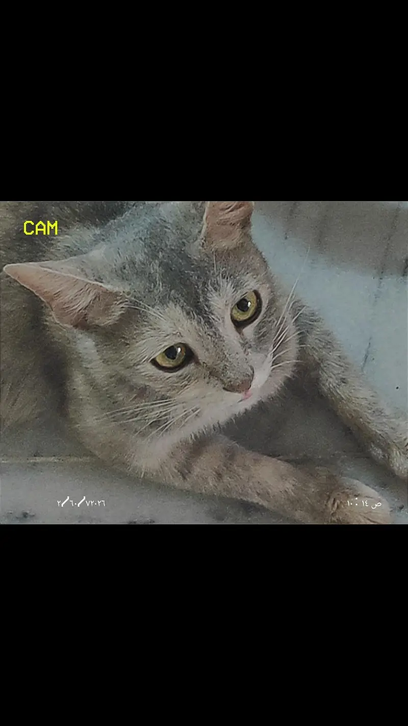 cats for adoption — photo 2