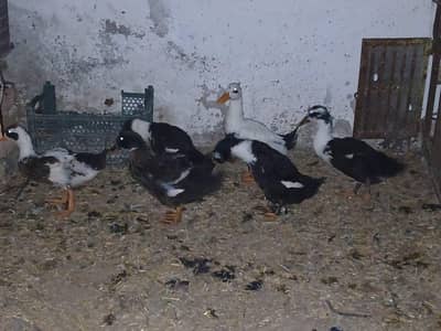 6 Ducks age 10 months