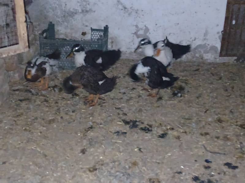 8 Ducks 1