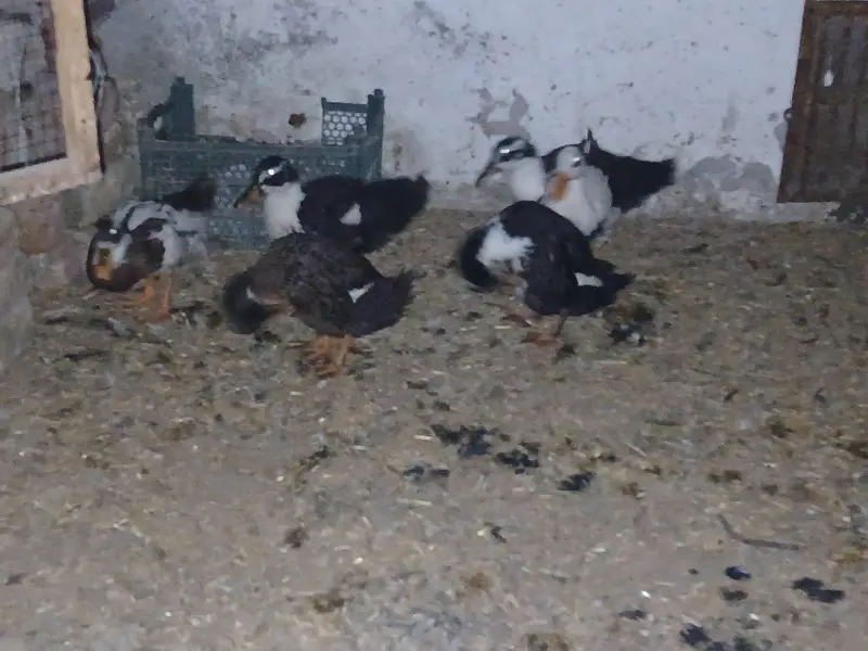 6 Ducks age 10 months — photo 2