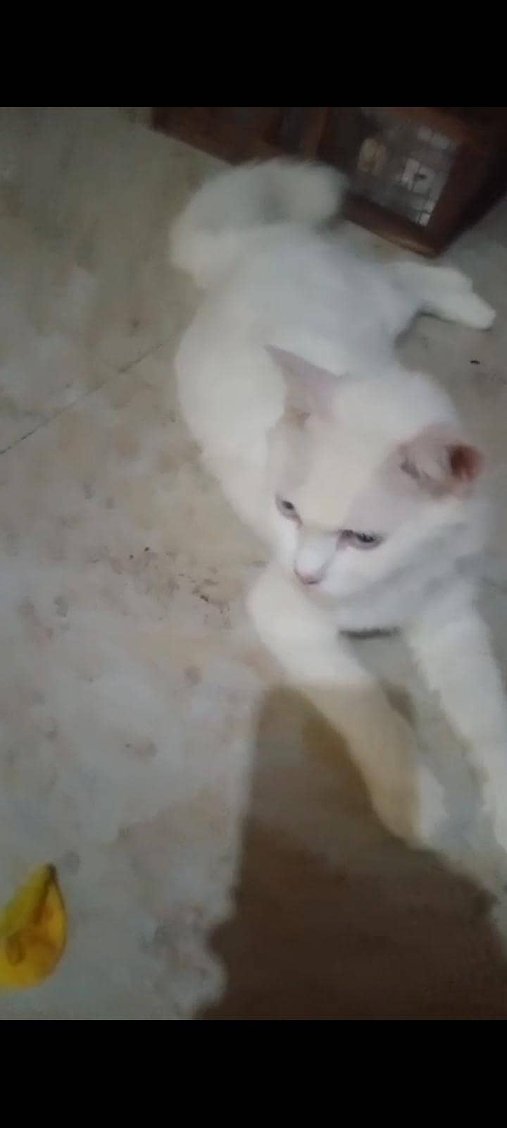 Russian cat 0
