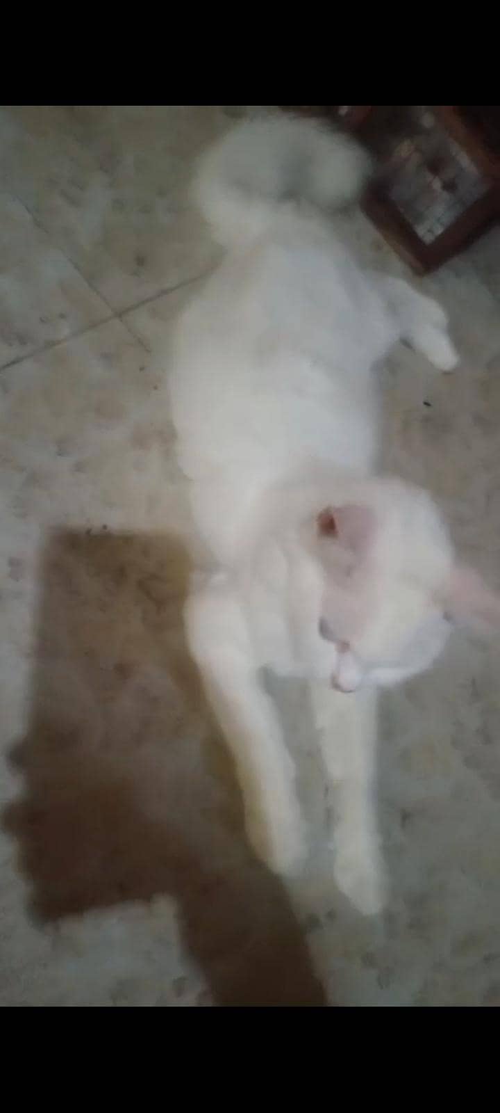 Russian cat 1