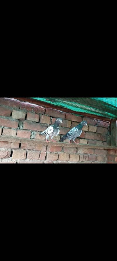 Breeder Pair