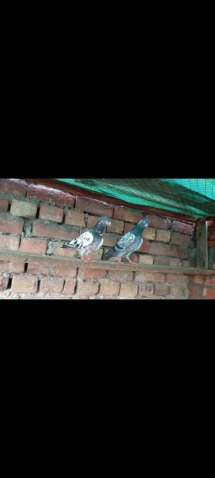Breeder Pair 1