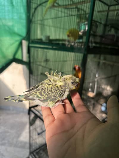 Hogoromo Budgies for handtame