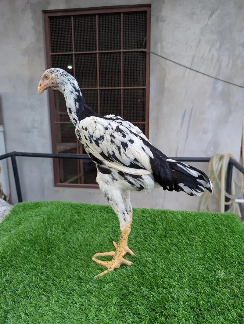 Shamo Aseel 2 Pathia 3.5 months 0313/--40--59--569 Long Height Shamoo — photo 2