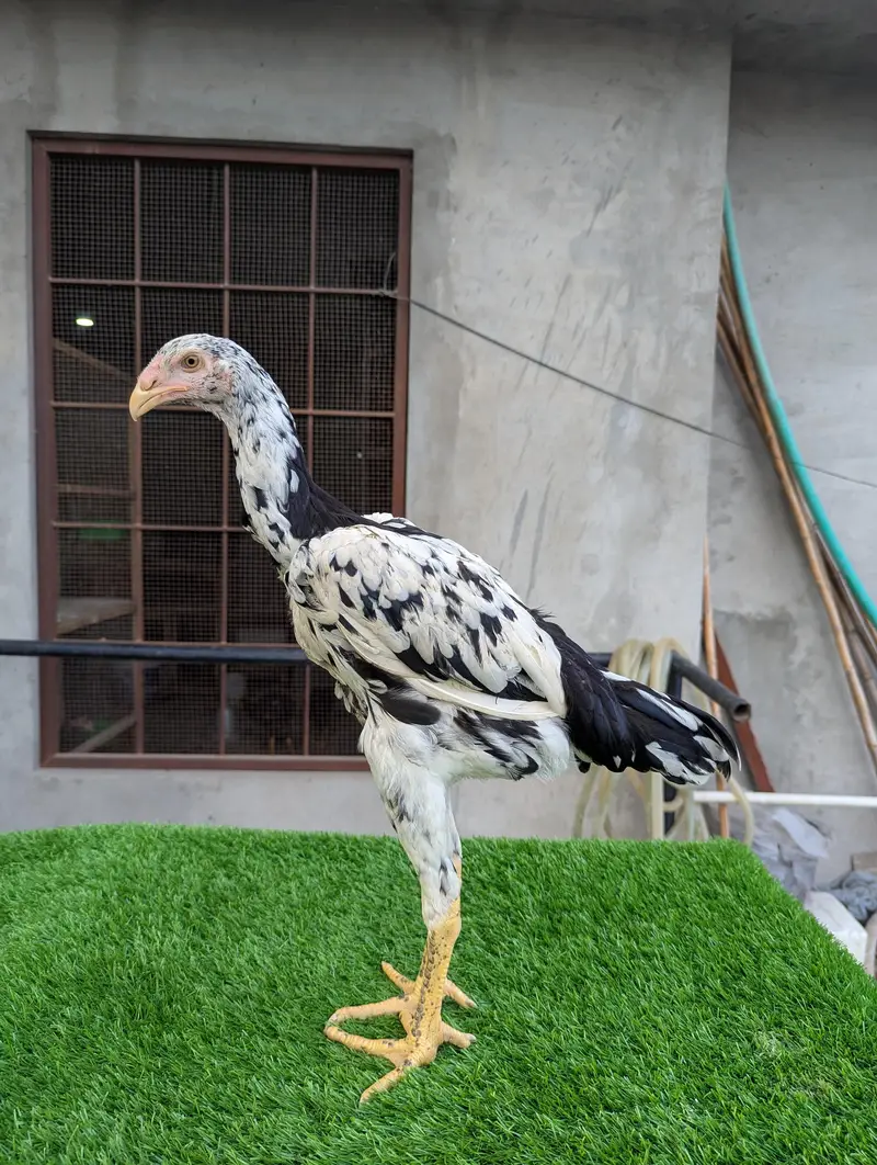Shamo Aseel 2 Pathia 3.5 months 0313/--40--59--569 Long Height Shamoo — photo 4