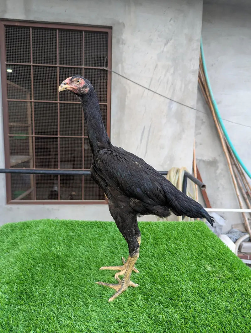 Shamo Aseel 2 Pathia 3.5 months 0313/--40--59--569 Long Height Shamoo — photo 8