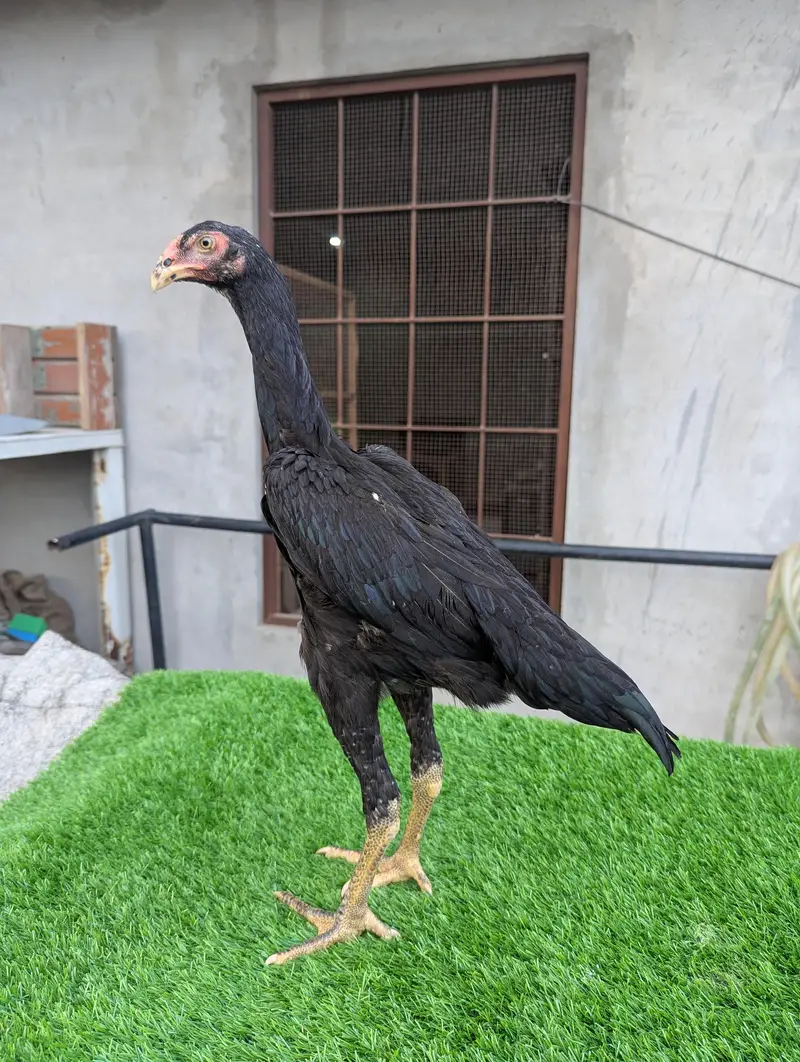Shamo Aseel 2 Pathia 3.5 months 0313/--40--59--569 Long Height Shamoo — photo 9