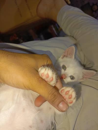 Kittens for Sale