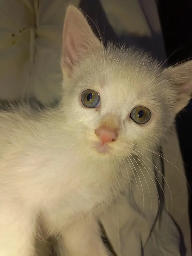 Kittens for Sale — photo 2