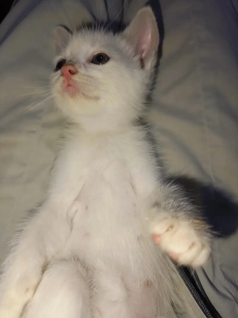 Kittens for Sale — photo 3