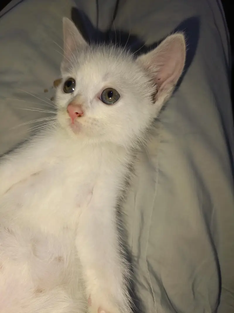 Kittens for Sale — photo 4