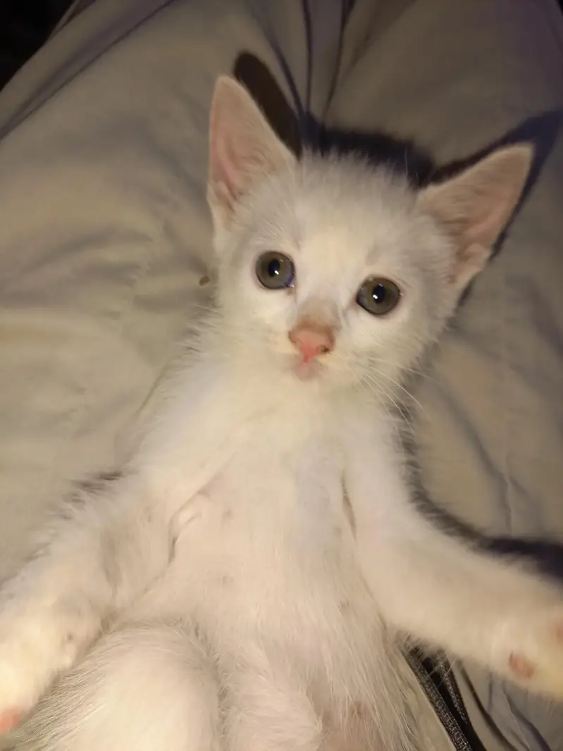 Kittens for Sale — photo 5