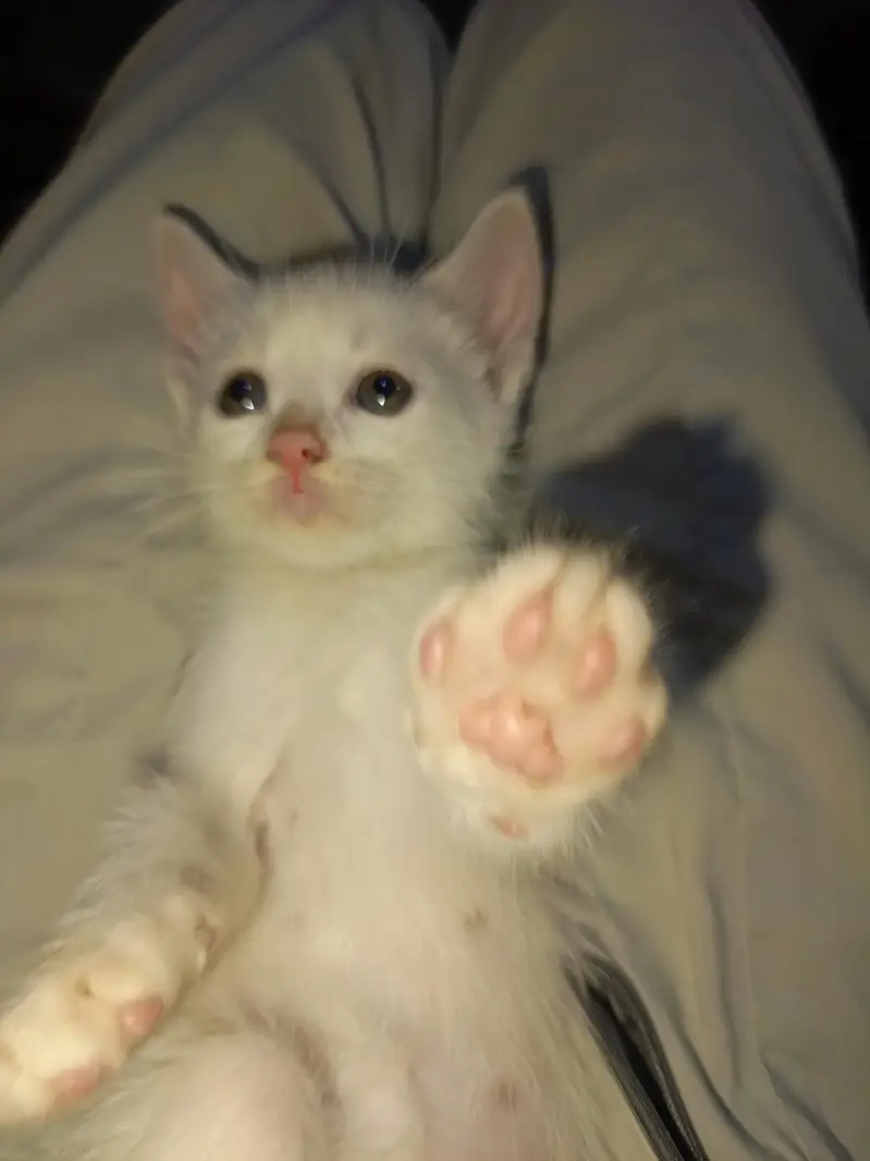 Kittens for Sale — photo 6