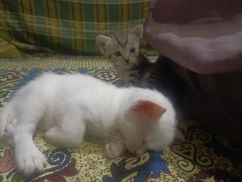 Kittens for Sale — photo 7