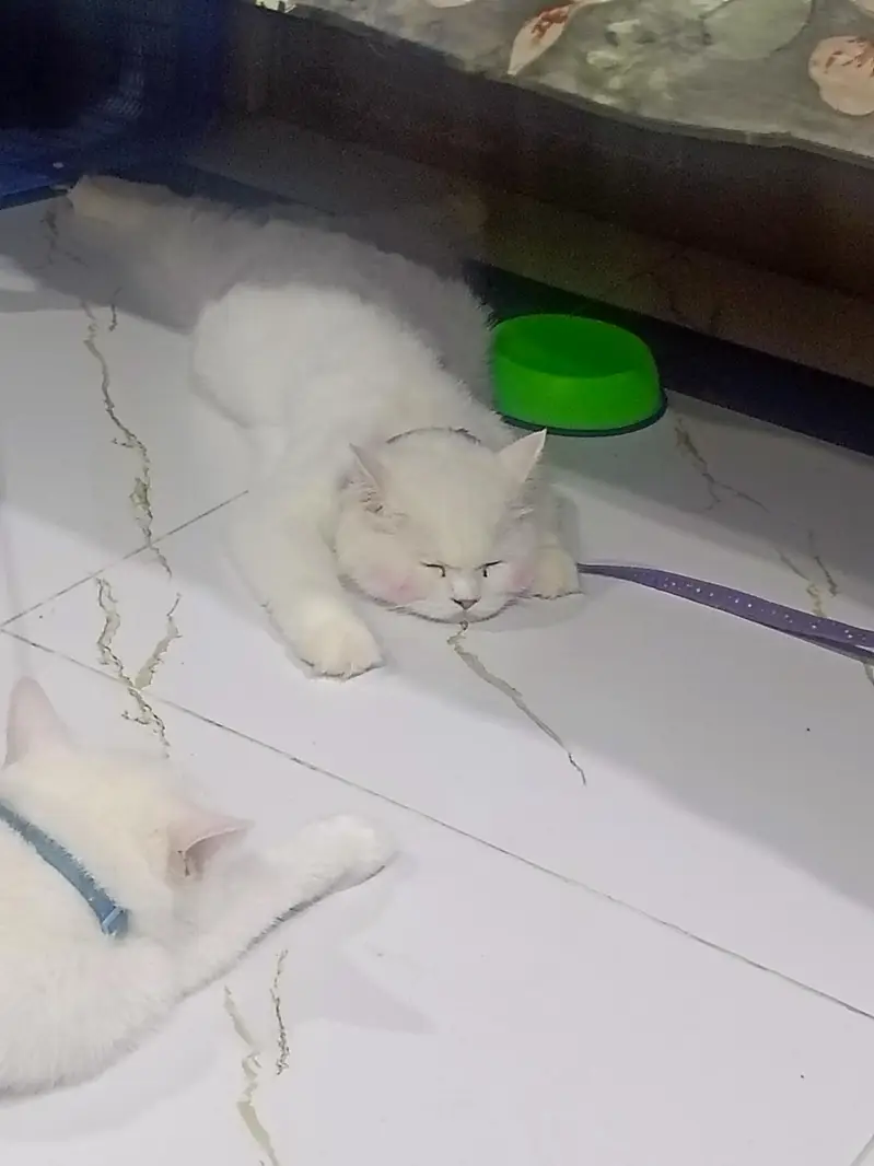 Kittens for Sale — photo 8